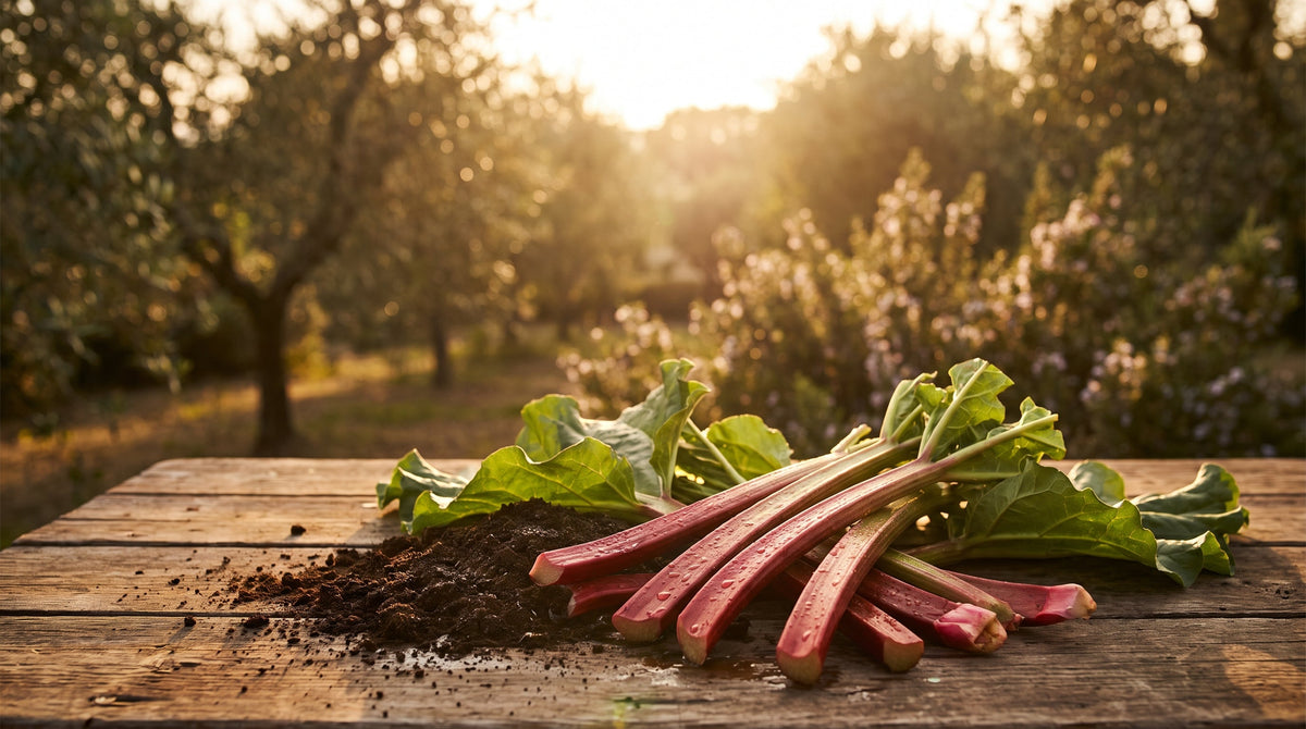 Rhubarb in perfume: Crisp freshness for your skin