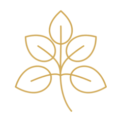 Galbanum